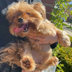 Meet your Posher, Grace